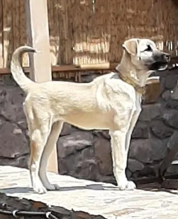 Teora Stone No 68 Ayvacik (Canakkale)